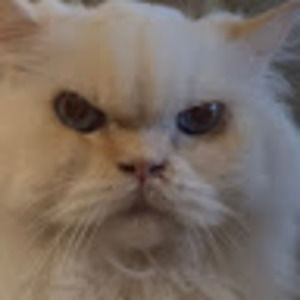 Meet your Posher, Jean